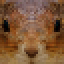 Kotenok_rikolit4