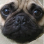 Mr_Privat